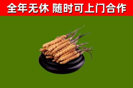 高密回收冬虫夏草
