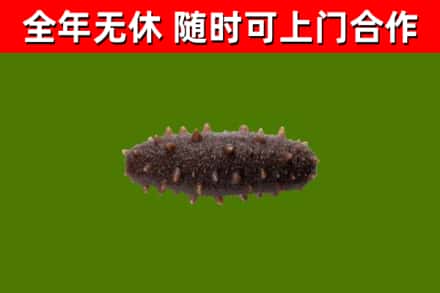 高密回收海参干